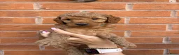 Cockapoo dogs for sale: 7 beautiful Cockapoo - Advert 18
