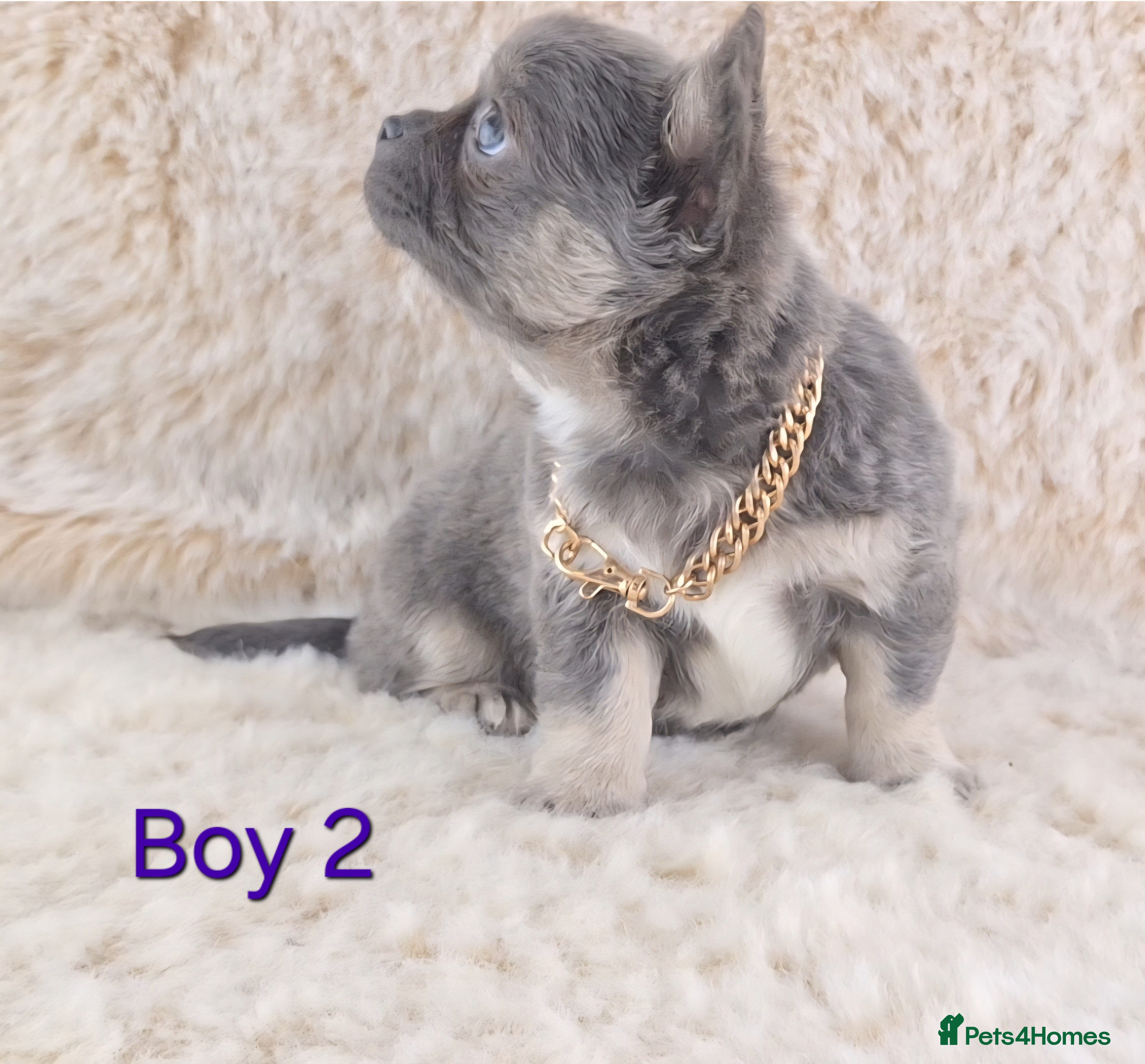 Chihuahua dogs  Chihuahua X French Bulldog Puppies  - Advert 12