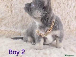 Chihuahua dogs Chihuahua X French Bulldog Puppies - Advert 12