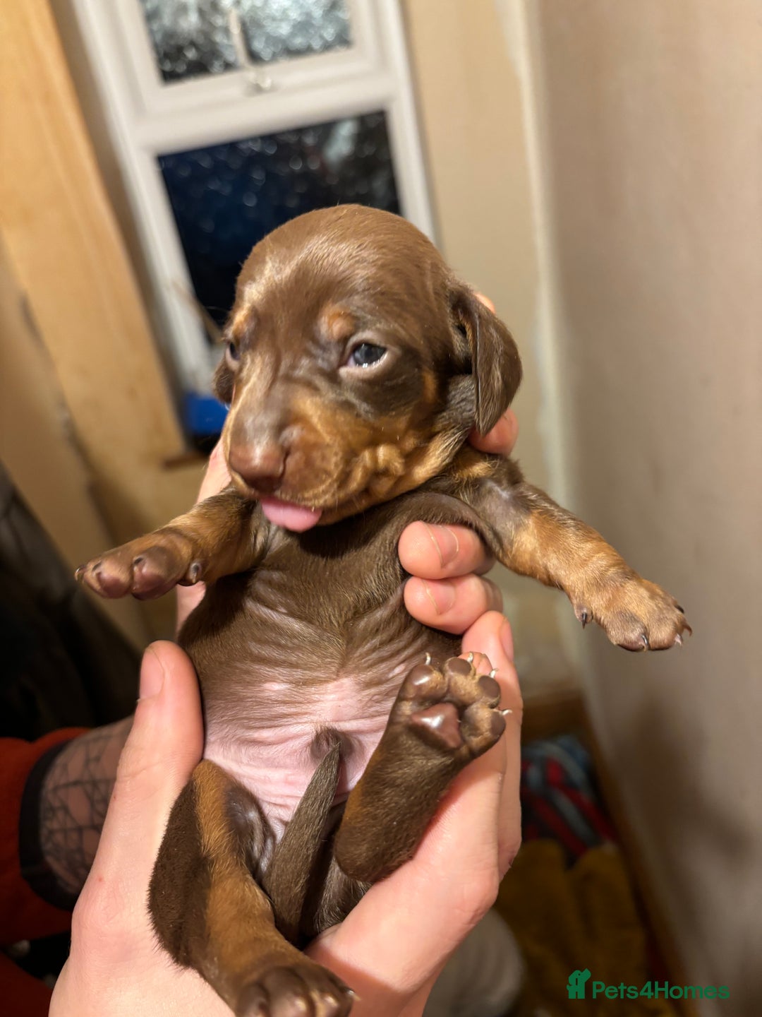Dachshund dogs for sale: Gorgeous brown and tan dachshund puppies   - Advert 8
