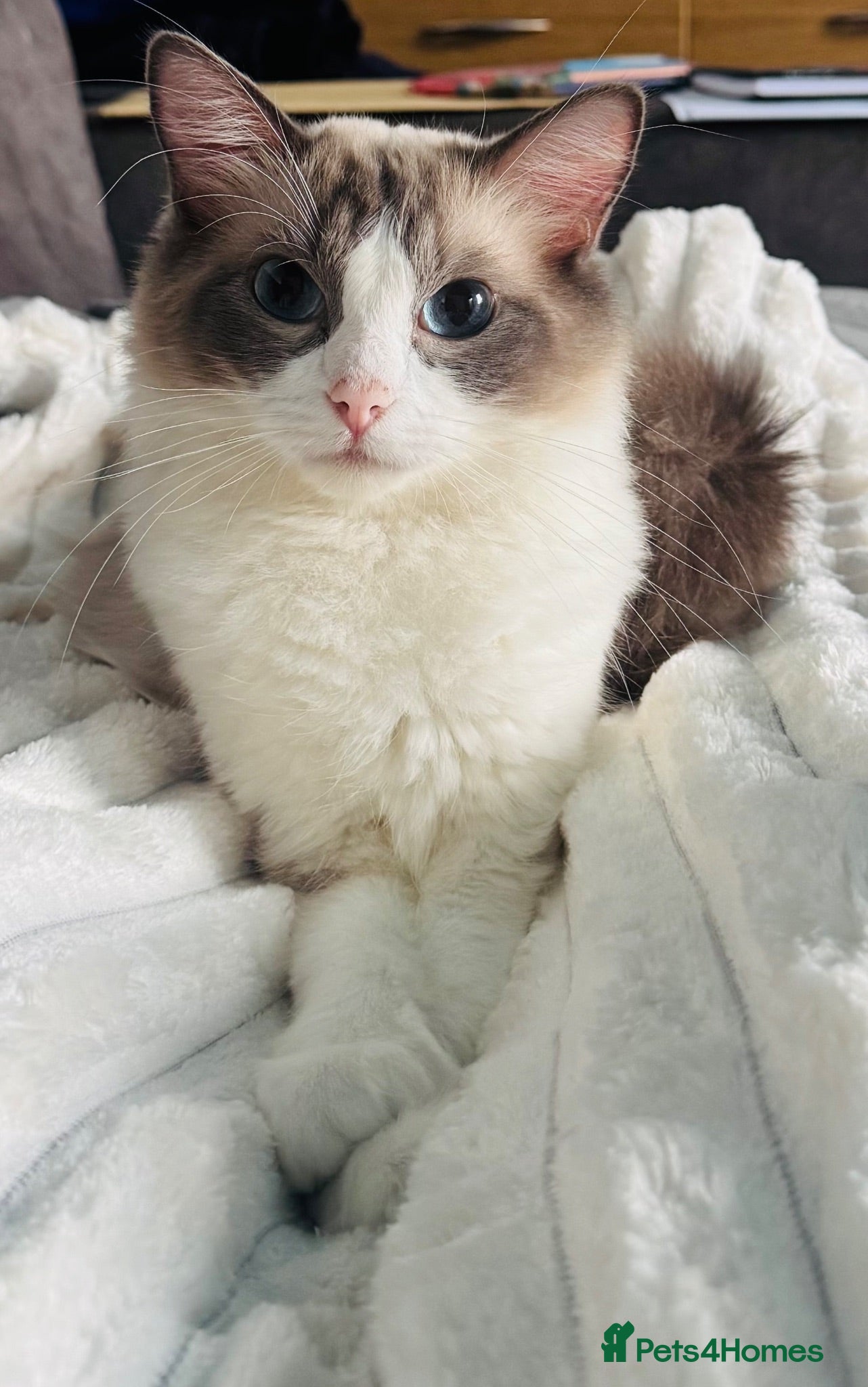 Ragdoll cats Beautiful female ragdoll  - Advert 16