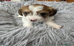 Mixed Breed dogs for sale: Jack Russel x Lucas Terrier Puppies - Image 14