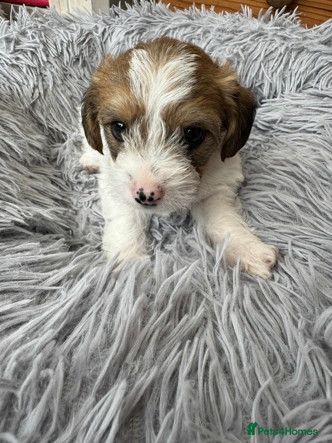 Mixed Breed dogs for sale: Jack Russel x Lucas Terrier Puppies - Image 14