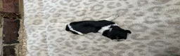 Brittany Spaniel dogs for sale: Working Brittany’s  - Advert 2