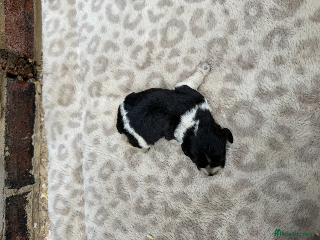 Brittany Spaniel dogs for sale: Working Brittany’s  - Advert 2