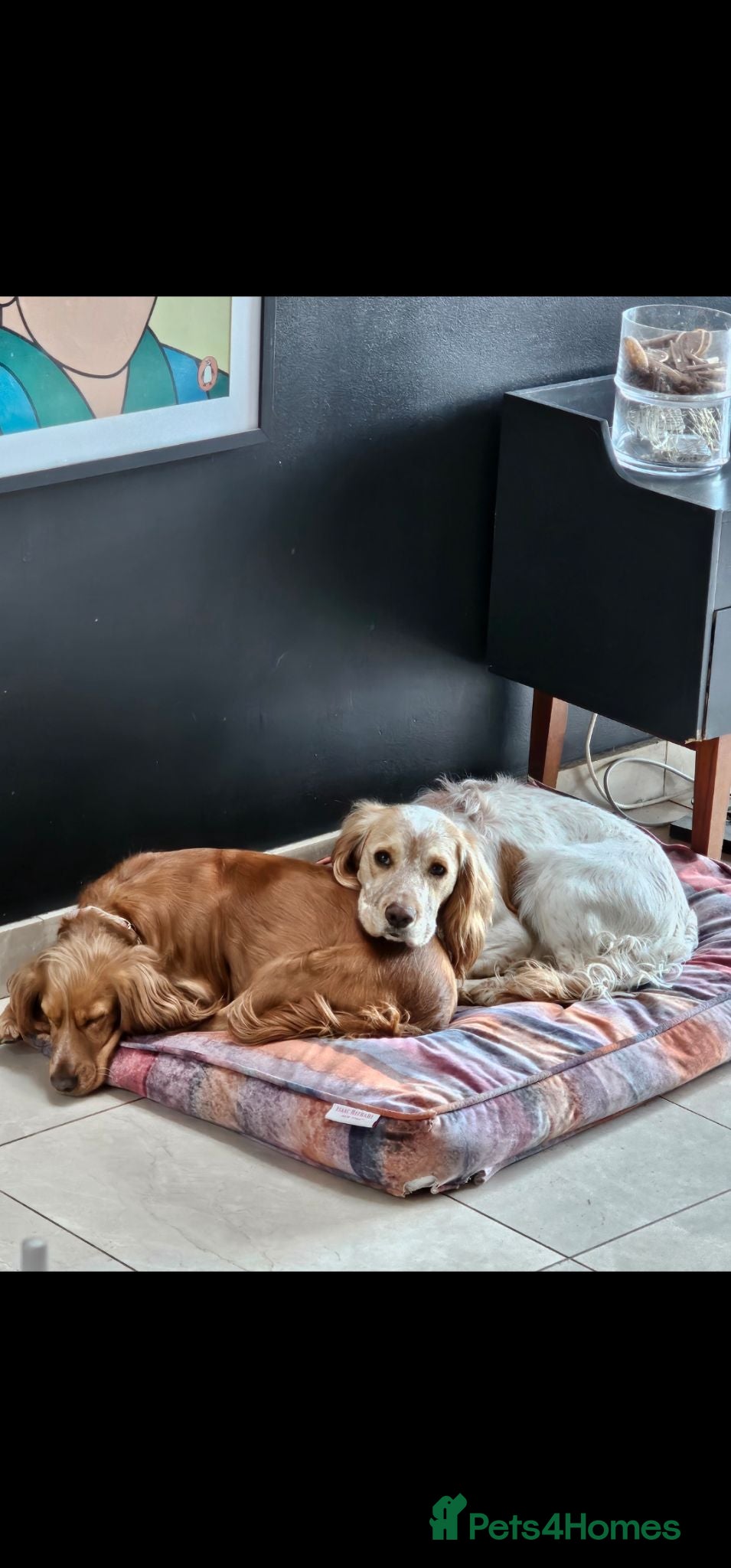 Cocker Spaniel dogs Beautiful cocker spaniel puppies - Advert 14