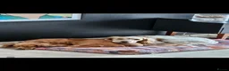 Cocker Spaniel dogs for sale: Beautiful cocker spaniel puppies - Advert 1