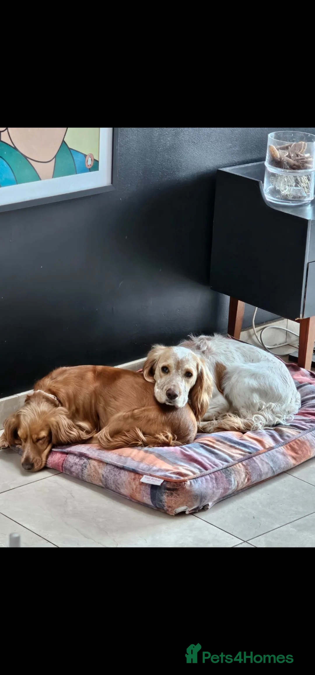 Cocker Spaniel dogs for sale: Beautiful cocker spaniel puppies - Advert 1