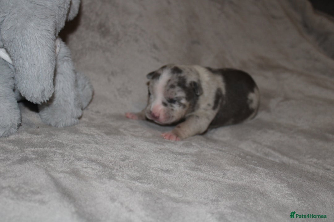 American Bully dogs for sale: 🔥🔥American bully pups 🔥🔥 - Image 13
