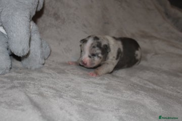 American Bully Puppy 6