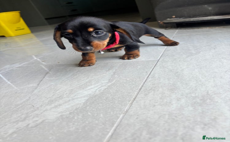 Mixed Breed dogs - Advert 1