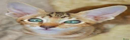 Siamese cats for sale: Stunning GCCF Siamese & Oriental Kittens - Advert 17