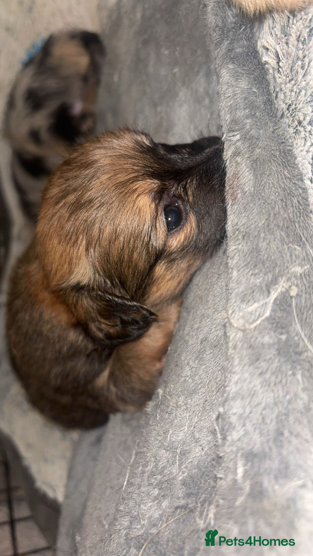 Chihuahua dogs for sale: MERLE CHIHUAHUAS 🐶 2 BOYS 1 GIRL STILL AVAILABLE - Advert 17