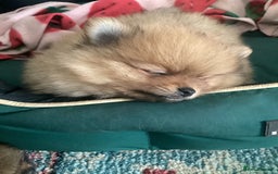 Pomeranian dogs for sale: READY NOW! kc reg STUNNING Pomeranian puppies  - Image 28
