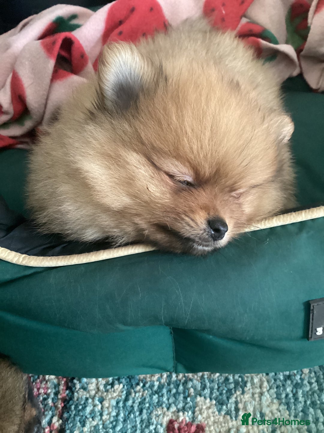 Pomeranian dogs for sale: READY NOW! kc reg STUNNING Pomeranian puppies  - Image 28