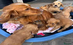 Cocker Spaniel dogs for sale: 🩷Rosie’s Stunning Puppies 🩷 - Image 19