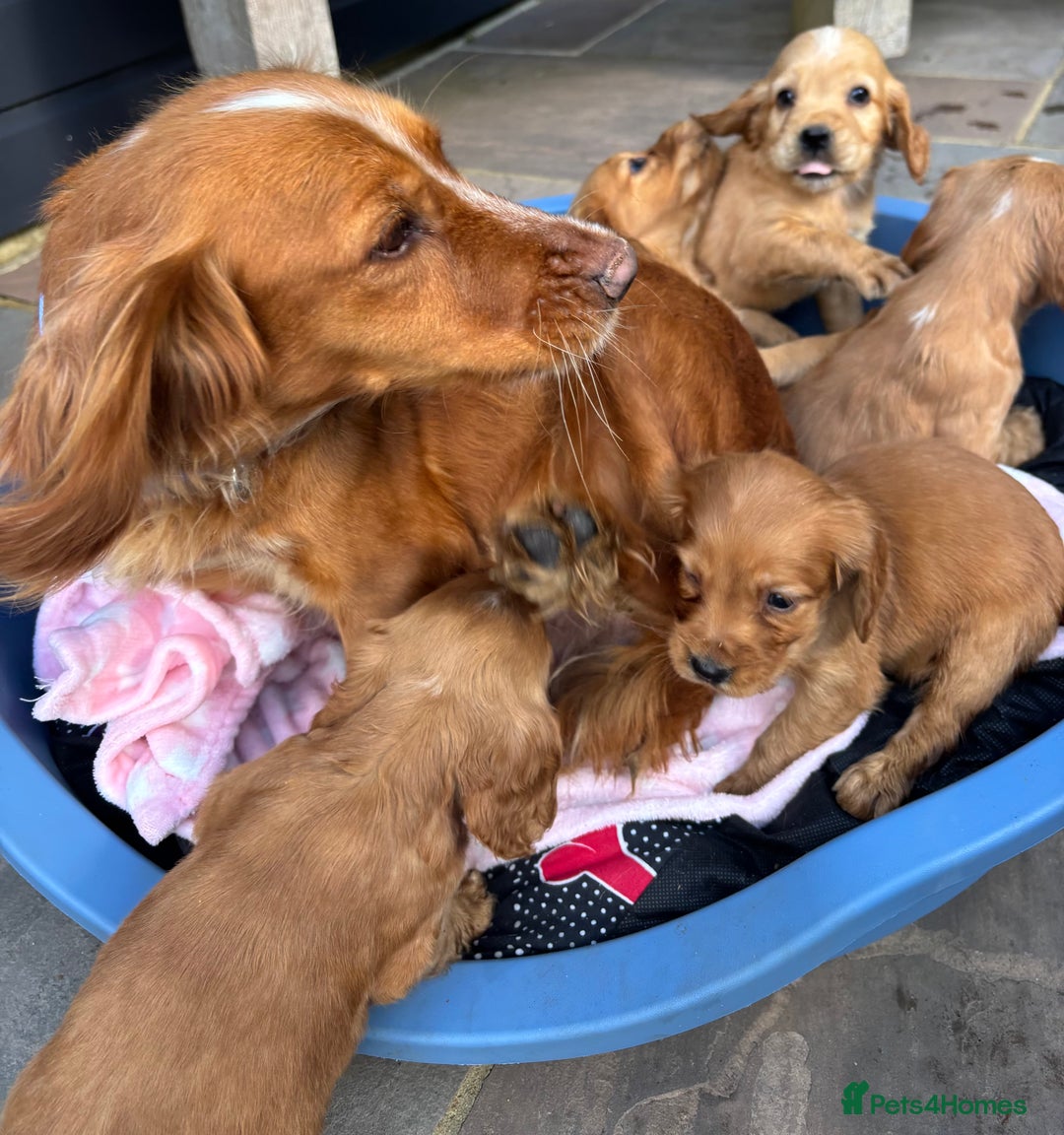 Cocker Spaniel dogs for sale: 🩷Rosie’s Stunning Puppies 🩷 - Image 19