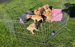 Labrador Retriever dogs for sale: Beautiful Labrador Puppies  - Image 34