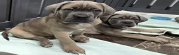 Cane Corso dogs for sale: Excellent Bloodline Cane Corso Puppies for Sale - Advert 4