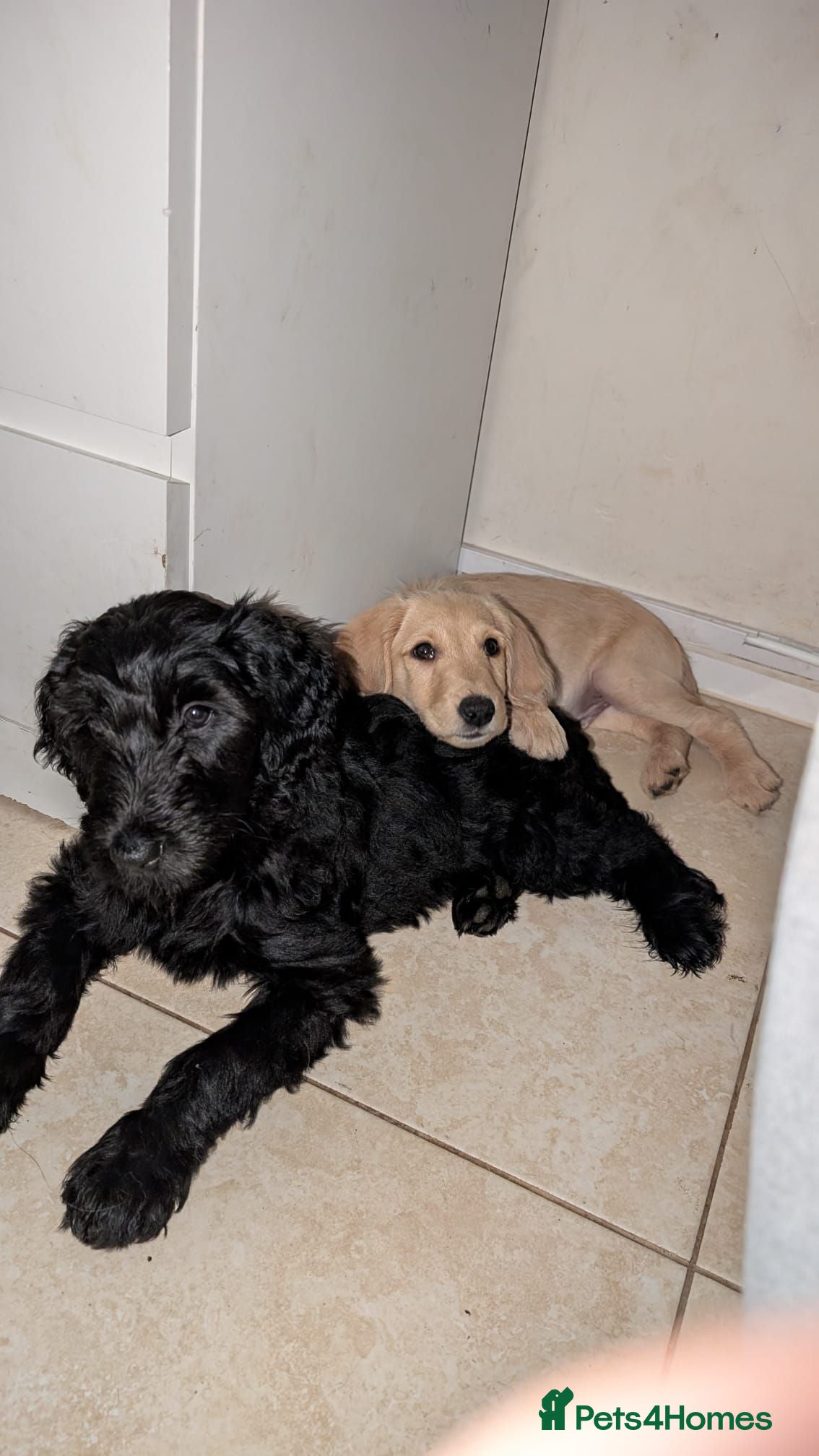 Double Doodle dogs READY TO LEAVE! Double doodle puppies - Advert 3