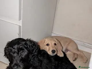 Double Doodle dogs READY TO LEAVE! Double doodle puppies - Advert 3