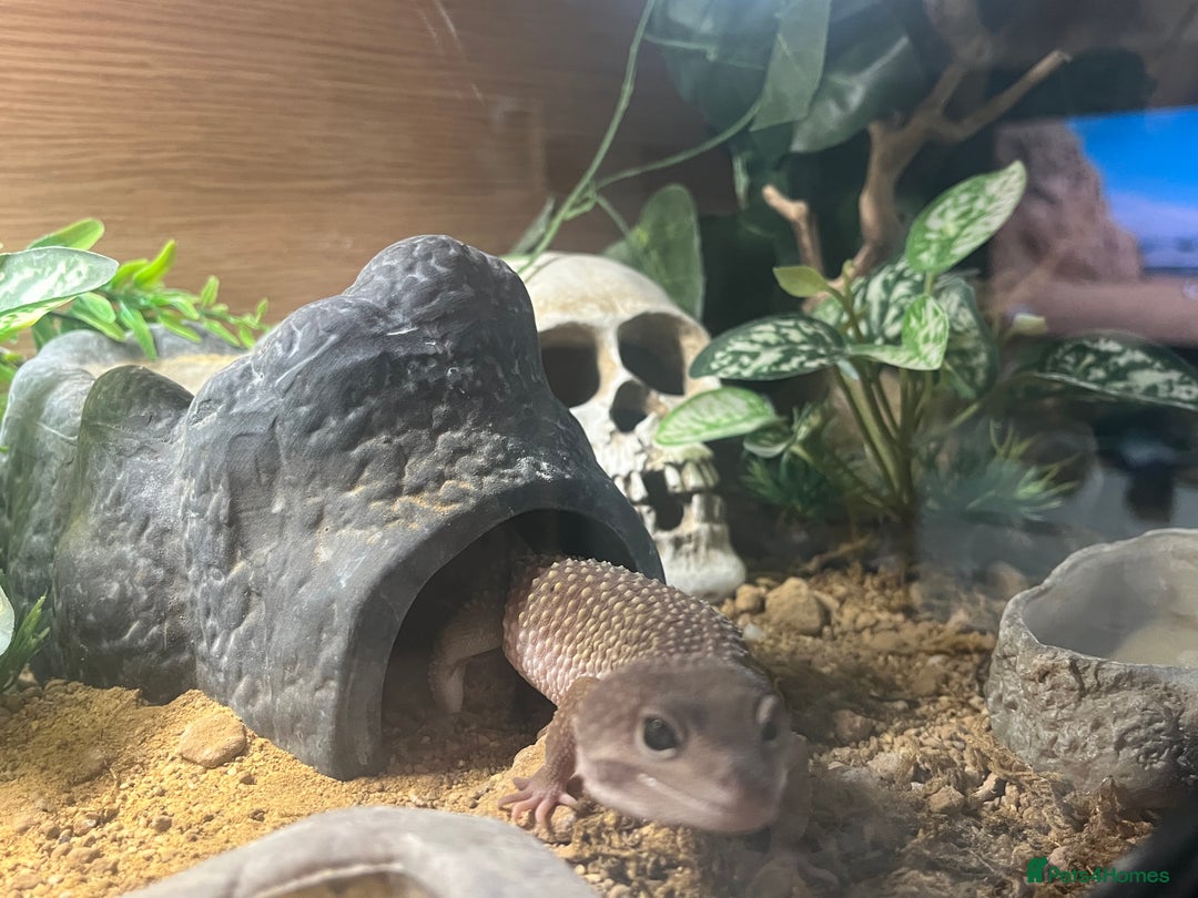 Leopard Gecko reptiles for sale: Echo the Gecko - Advert 3