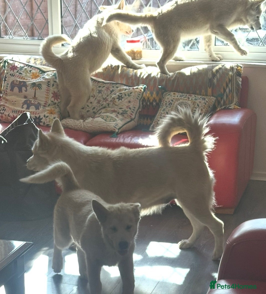 Alaskan Malamute dogs Beauties looking for their Beast - Advert 2