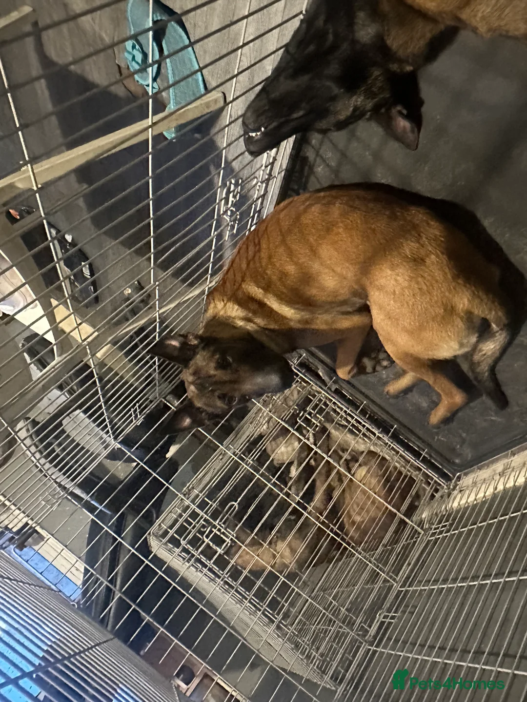 Belgian Shepherd Dog dogs for sale: Gorgeous belgian malinois for sale - Advert 2