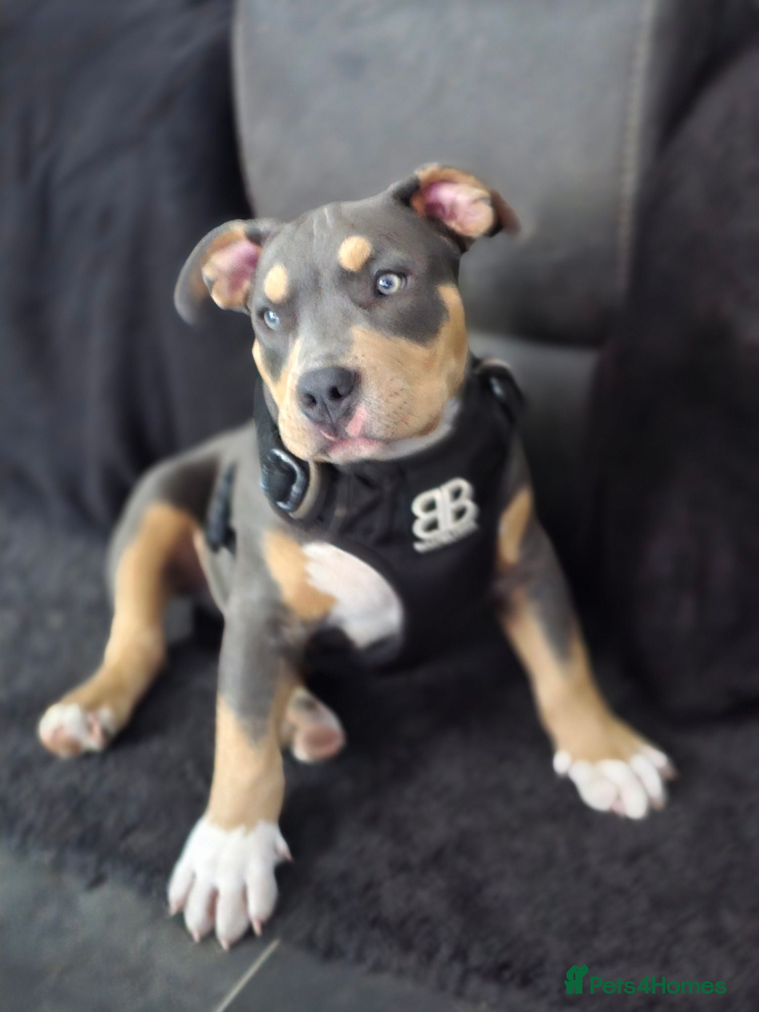 American Bully dogs 🏆🩸ABKC American pocket bully 🔥 - Advert 18