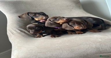 Miniature Dachshund dogs - Advert 15
