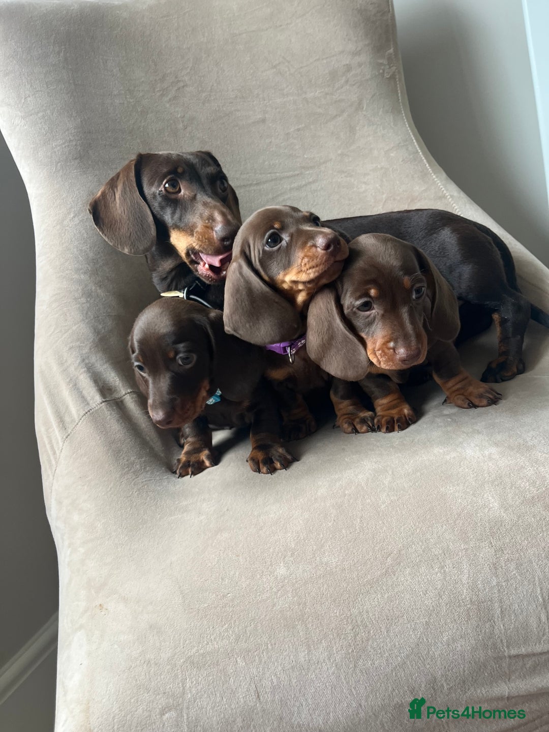 Miniature Dachshund dogs for sale: Charming Miniature Dachshund Puppies 2 Girls 1 Boy - Image 2