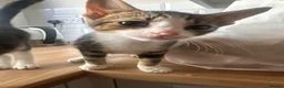 American Shorthair cats for sale: Kittens for sale  in Malpas - Advert 14
