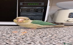 Conures birds for sale:   Green cheek conure baby  - Image 4