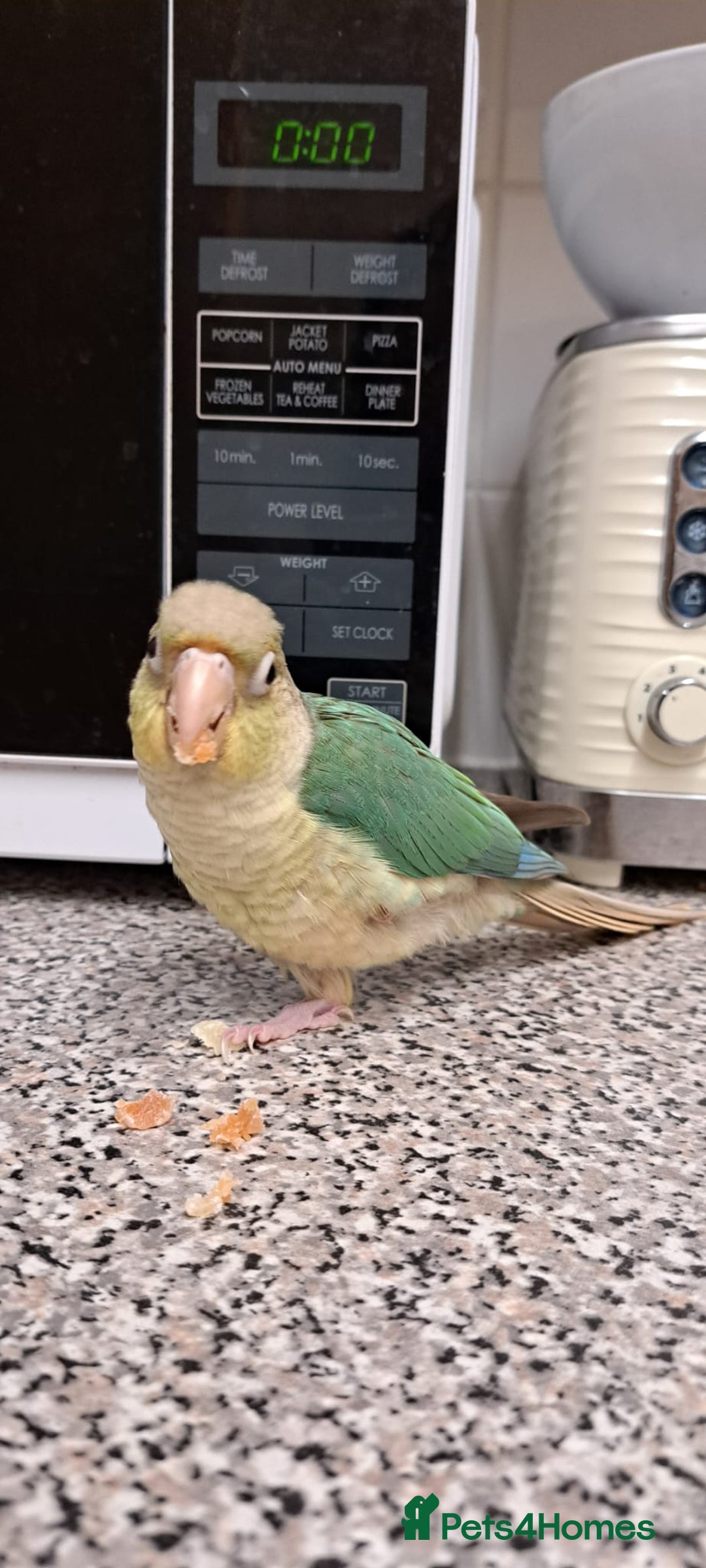 Conures birds for sale:   Green cheek conure baby  - Image 4