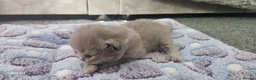 British Shorthair cats for sale:  British shorthair  - Advert 16