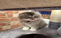 Scottish Fold cats for sale: Stunningly beautiful Scottish Fold x Ragdoll  - Image 30