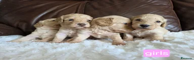 Cockapoo 10