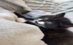 British Longhair cats for sale: Kitten for sale  - Image 3