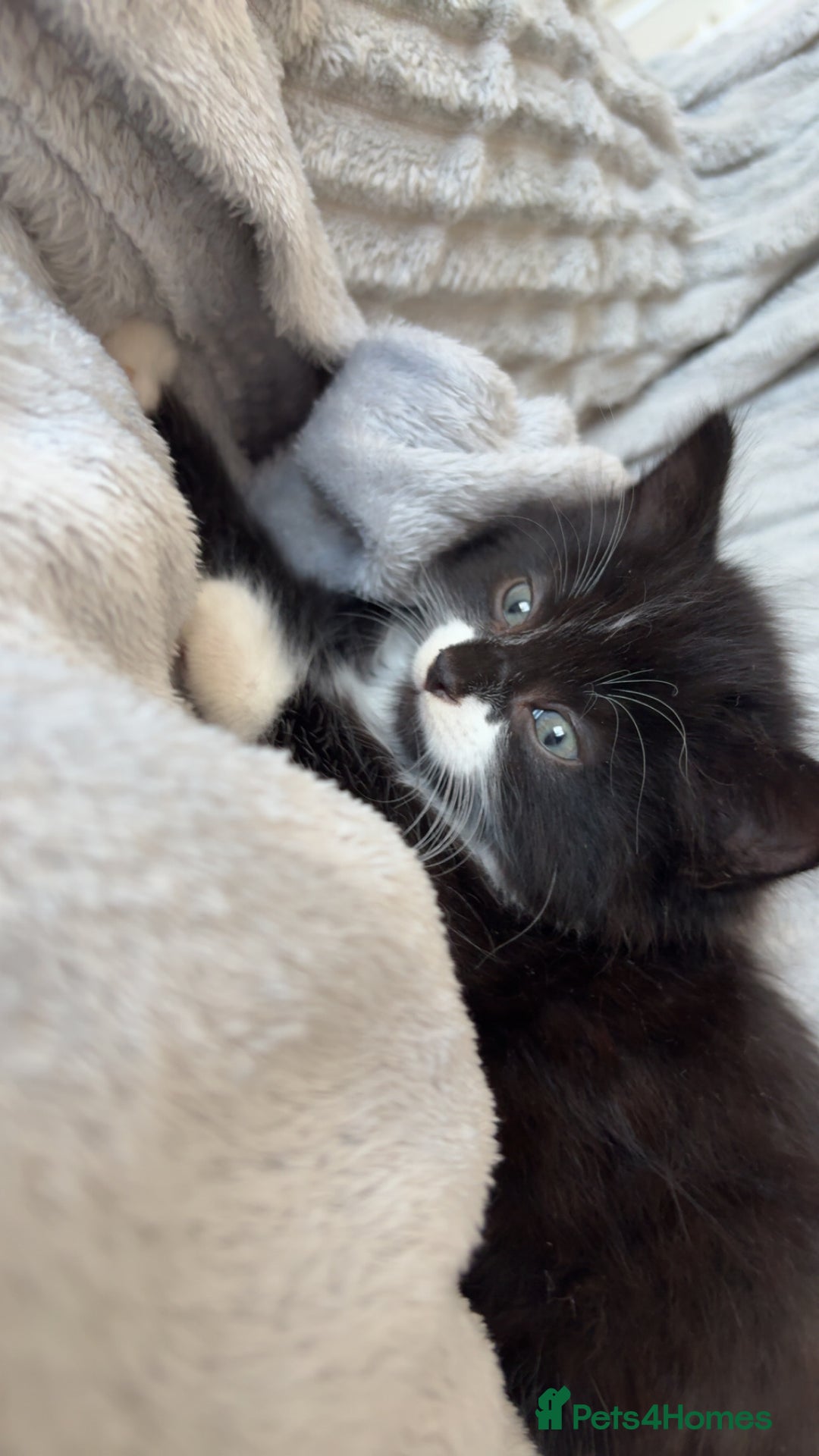 British Longhair cats for sale: Kitten for sale  - Image 3