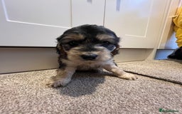 Cockapoo dogs for sale: 2 Beautiful Cockapoos! - Advert 6