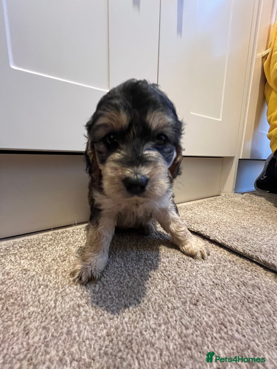 Cockapoo dogs for sale: 2 Beautiful Cockapoos! - Advert 6