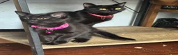 Mixed Breed cats for sale: Russian Black girl in Nottingham - Advert 3