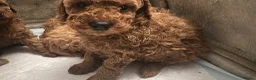 Toy Poodle dogs for sale: Stunning Kc Red Toy Poodles in Hove - Advert 17