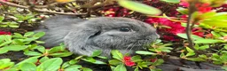 Dwarf Lop rabbits for sale: Dwarf Lion lops  in Caldicot - Advert 2