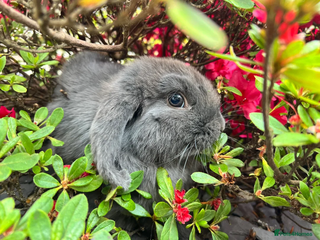 Dwarf Lop rabbits for sale: Dwarf Lion lops  in Caldicot - Advert 2