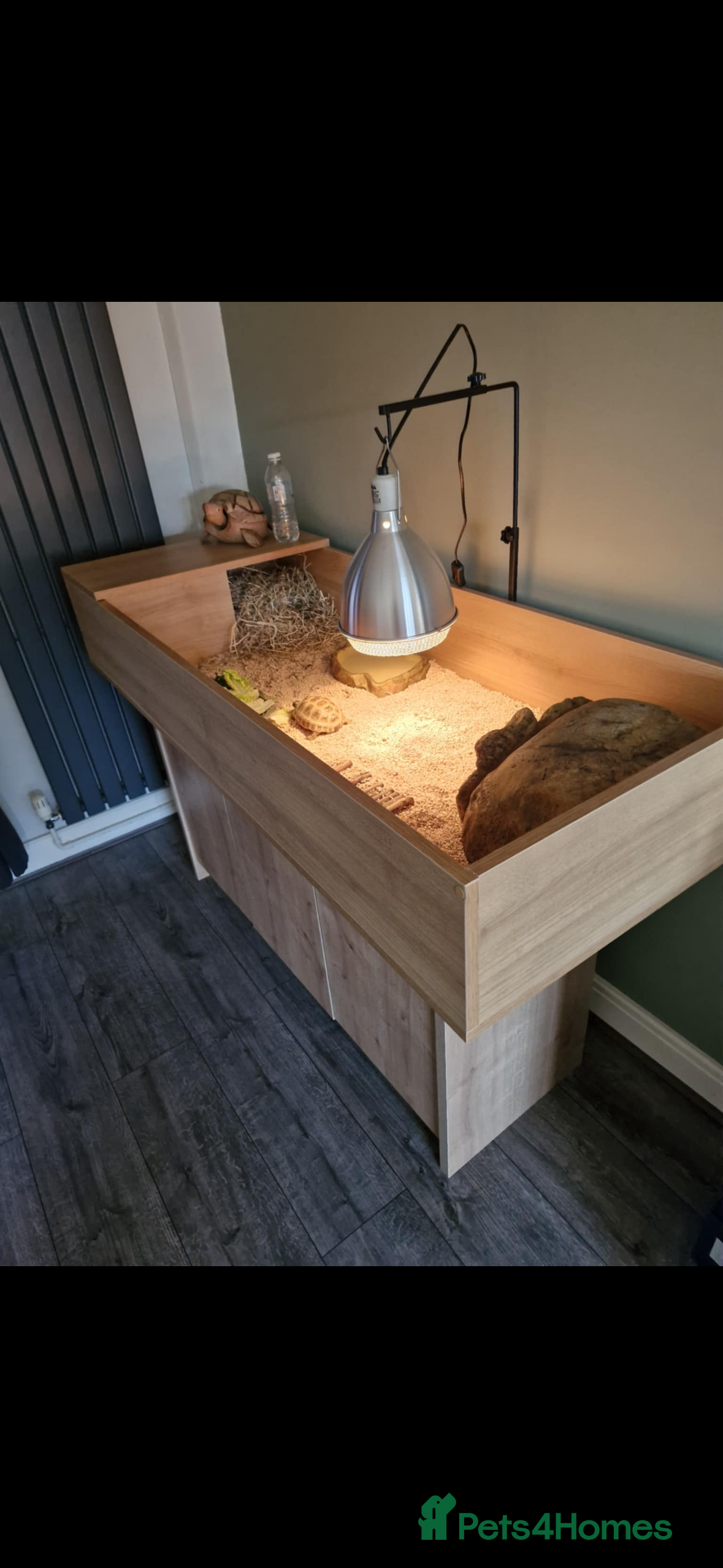 Tortoise reptiles 2 female tortoises with new enclosure  - Advert 3