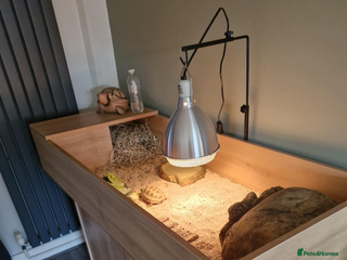 Tortoise reptiles 2 female tortoises with new enclosure - Advert 3