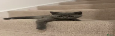 British Shorthair 2