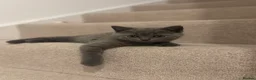 British Shorthair cats for sale: British shorthair kittens  - Advert 2