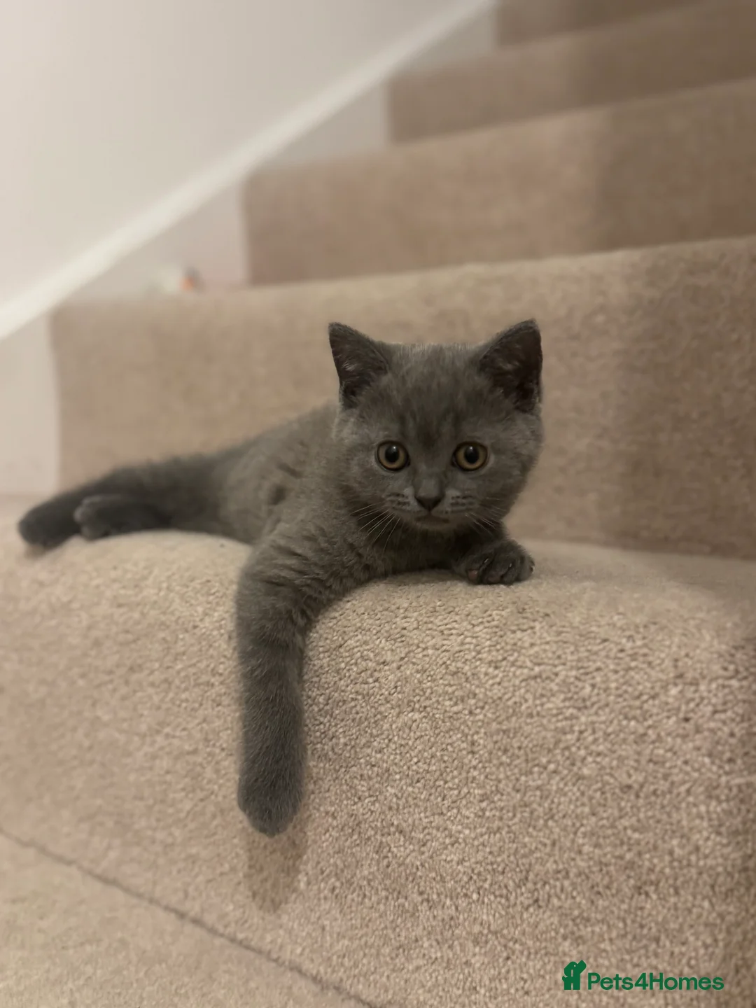 British Shorthair cats for sale: British shorthair kittens  - Advert 2